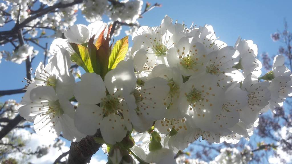 The Garden Detailer Logo